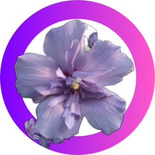Rose of Sharon bloom on a white background in a matching color circle