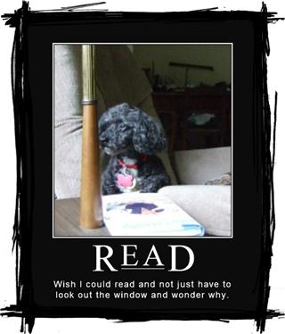 Black poodle in a read poster next to a book