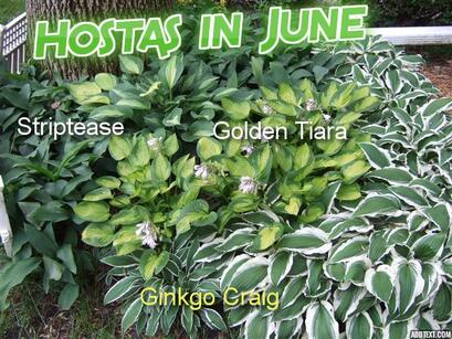 Photo of hostas with text identifying varities