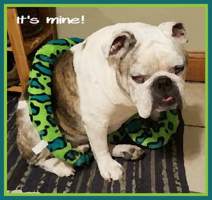 iPiccy edited graphic of a bulldog with a toy snake wrapped around his middle sayin It's Mine.