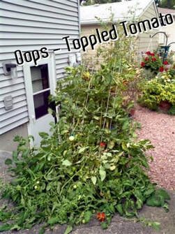 Using PicFont text Oops - Toppled Tomato plant added to photo.