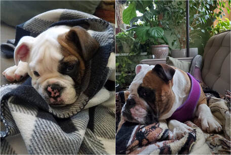 Bulldog puppy picture and 1 year old picture merged in a 2 piece collage