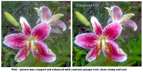Pixler edited photo of stargazer lily