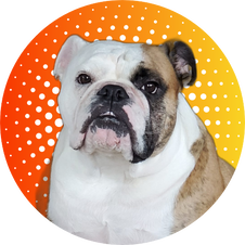 Circular picture of a bulldog with original background replaced with a color one